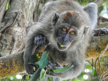 Close-up portrait of gray monkey on tree branch