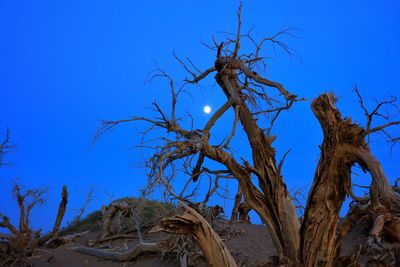 Low angle view of bare tree against clear blue sky