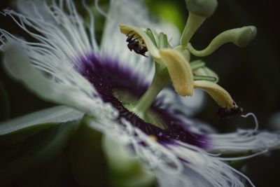 Close-up of purple flowering plant