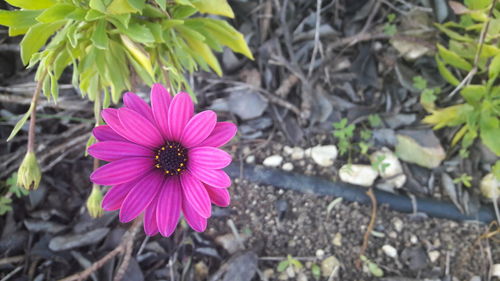 Close-up of pink flower blooming outdoors