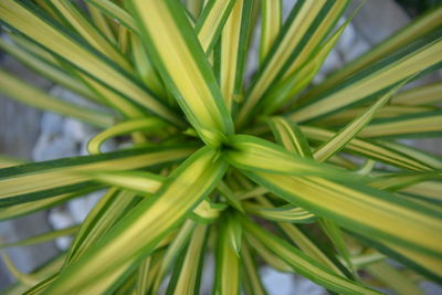Close-up of plant