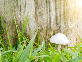 Close-up of mushroom growing on field