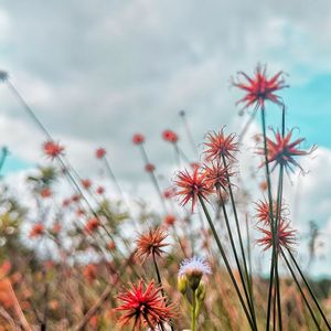 Close-up of red flowering plant