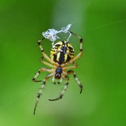 Close-up of spider