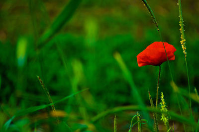 Close-up of red poppy flower on field