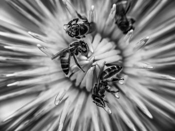 Close-up of insect on flower