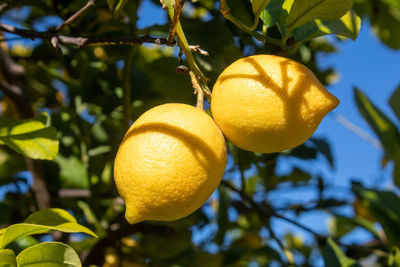 Close-up of lemon