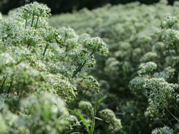 Close-up of fresh green plant