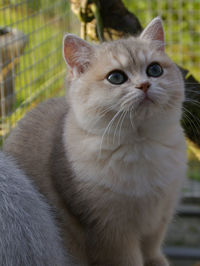 Close-up of cat outdoors