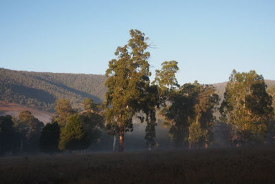 Trees on landscape against clear sky