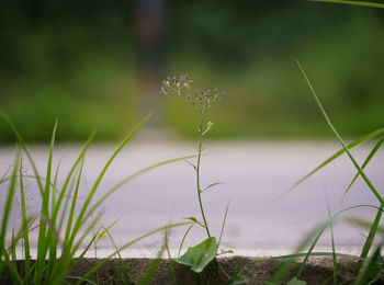 Close-up of purple flowering plant on field