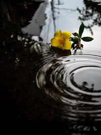 Close-up of yellow flower floating on water