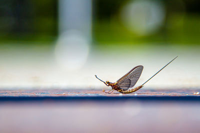 Close-up of grasshopper