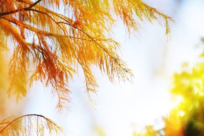 Low angle view of autumn leaves against sky