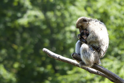 Close-up of monkey sitting on branch