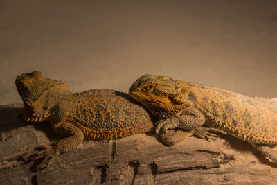 Close-up of lizard on rock