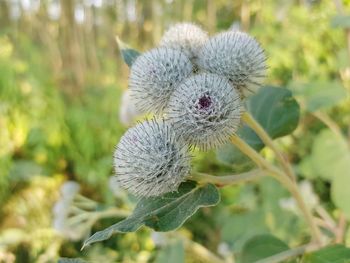 Close-up of white flower on plant