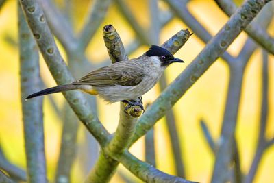 Close-up of bird perching on branch