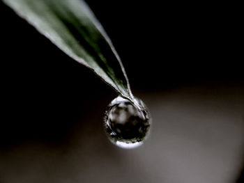 Close-up of water drop on black background