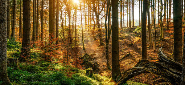 Pine trees in forest during autumn