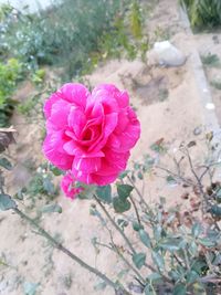 Close-up of pink rose