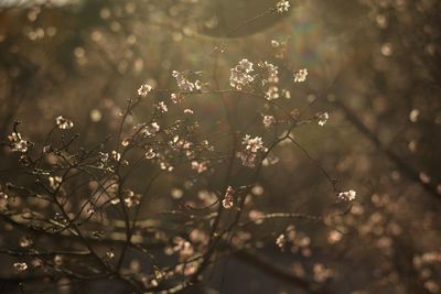 Close-up of flowering plant against blurred background