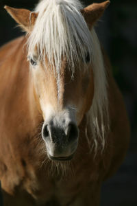 Close-up portrait of a horse