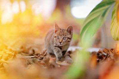 Portrait of a kitten