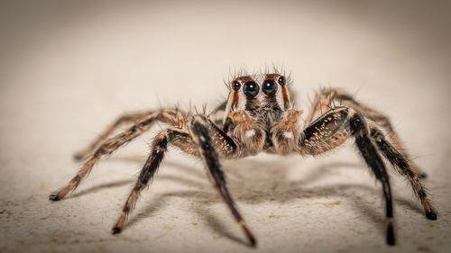 Close-up of spider