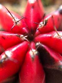 Close-up of red flower