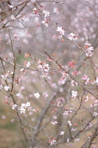 Close-up of pink cherry blossoms in spring
