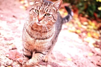 Close-up portrait of tabby