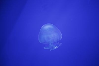 Close-up of jellyfish swimming in sea