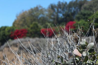 Close-up of plants growing on field