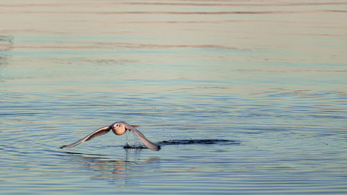 Seagull swimming in a sea