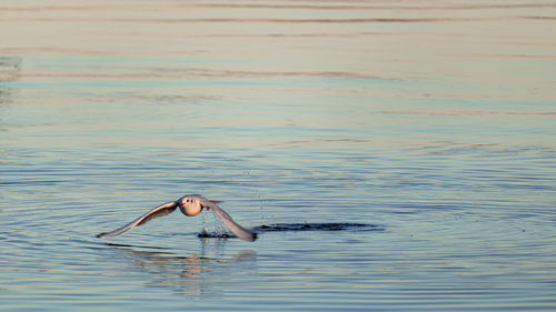 Man swimming in a sea