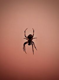 Close-up of spider on wall