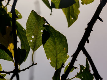 Close-up of leaves on tree against sky