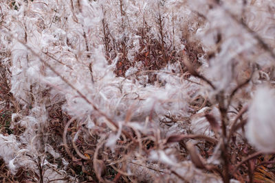 Close-up of snow on land
