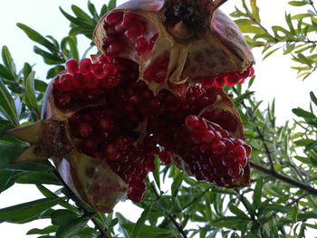 Low angle view of strawberries on tree