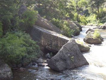 Scenic view of waterfall in forest