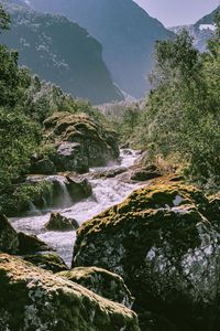 Scenic view of waterfall in forest