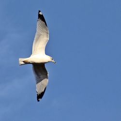 Low angle view of seagull flying against blue sky