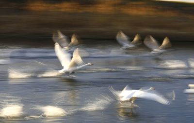 Swans in lake