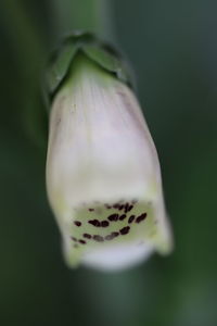 Close-up of fresh white flower