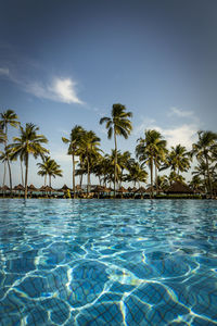 Palm trees by swimming pool against sky