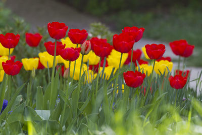 Close-up of red tulips in field