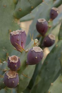 Close-up of succulent plant