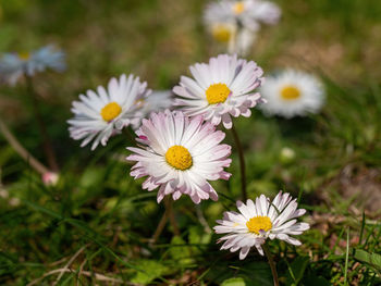 Close-up of white daisy flowers on field