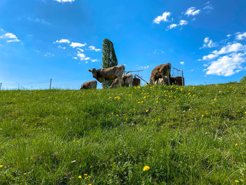 Some calves in a meadow with white and yellow dandelions on a light cloudy spring morning